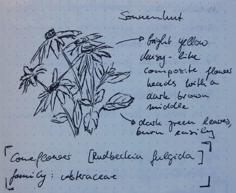 Image description. Nature journaling example: quick sketch